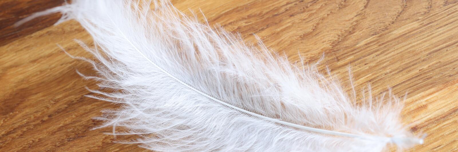 Feathers for filling a duvet