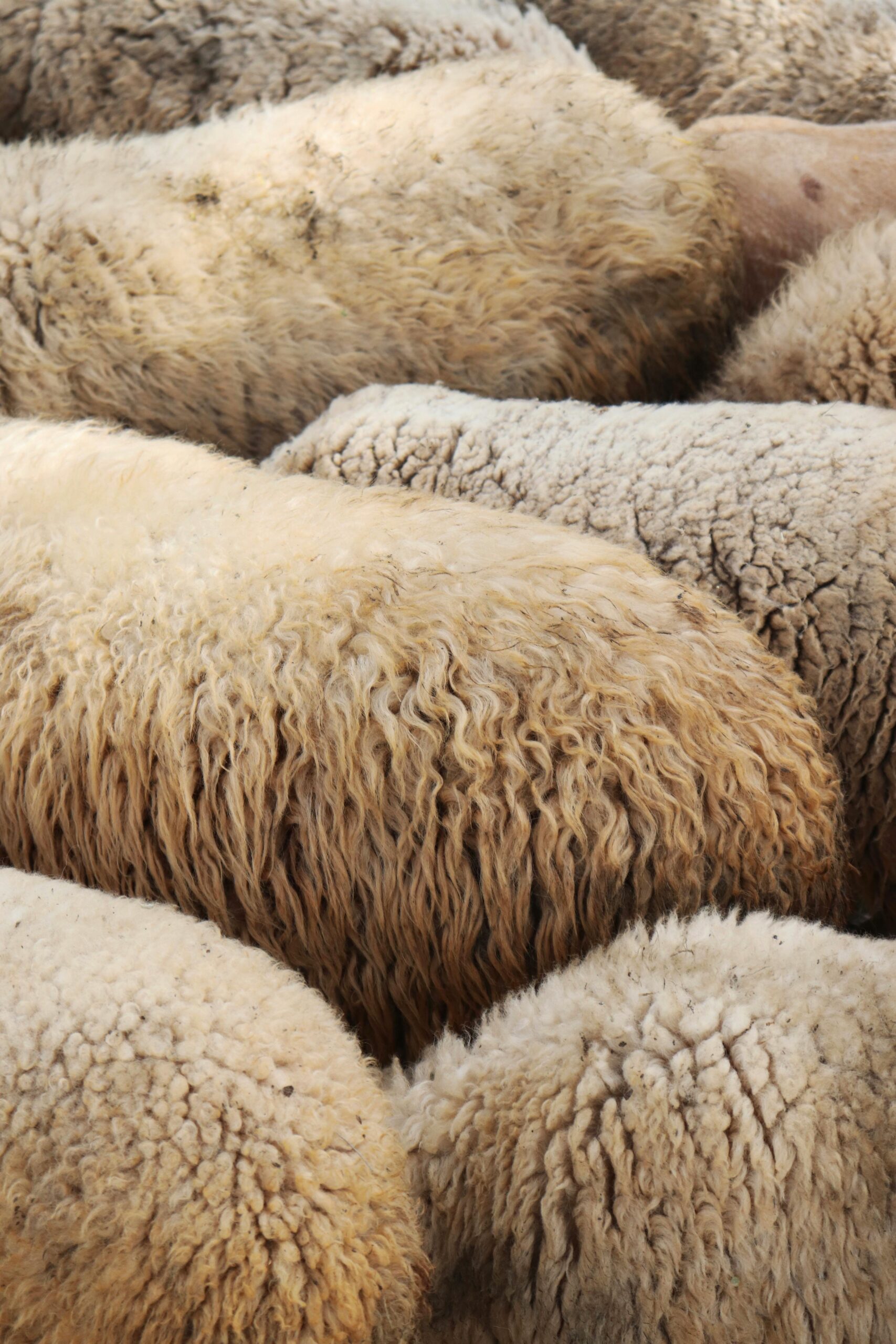 Wool mattress filling