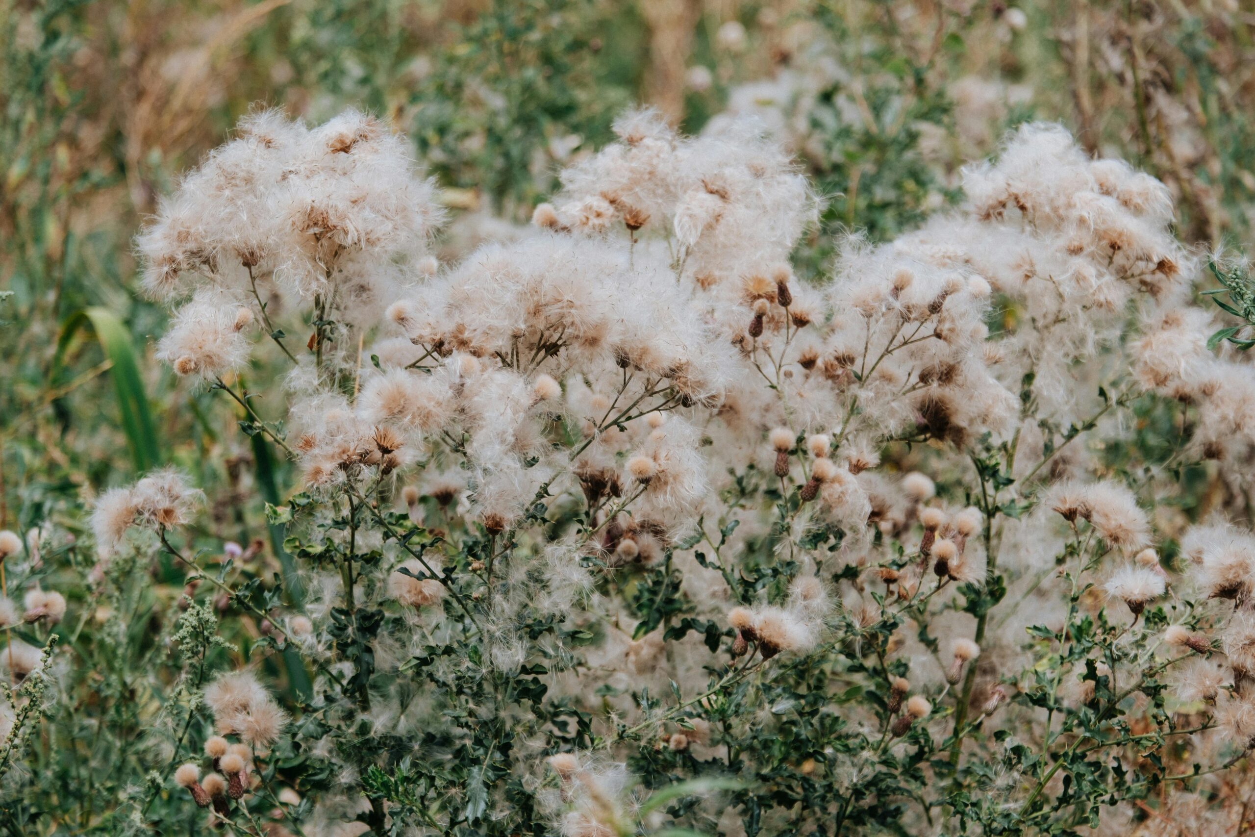 Cotton mattress filling