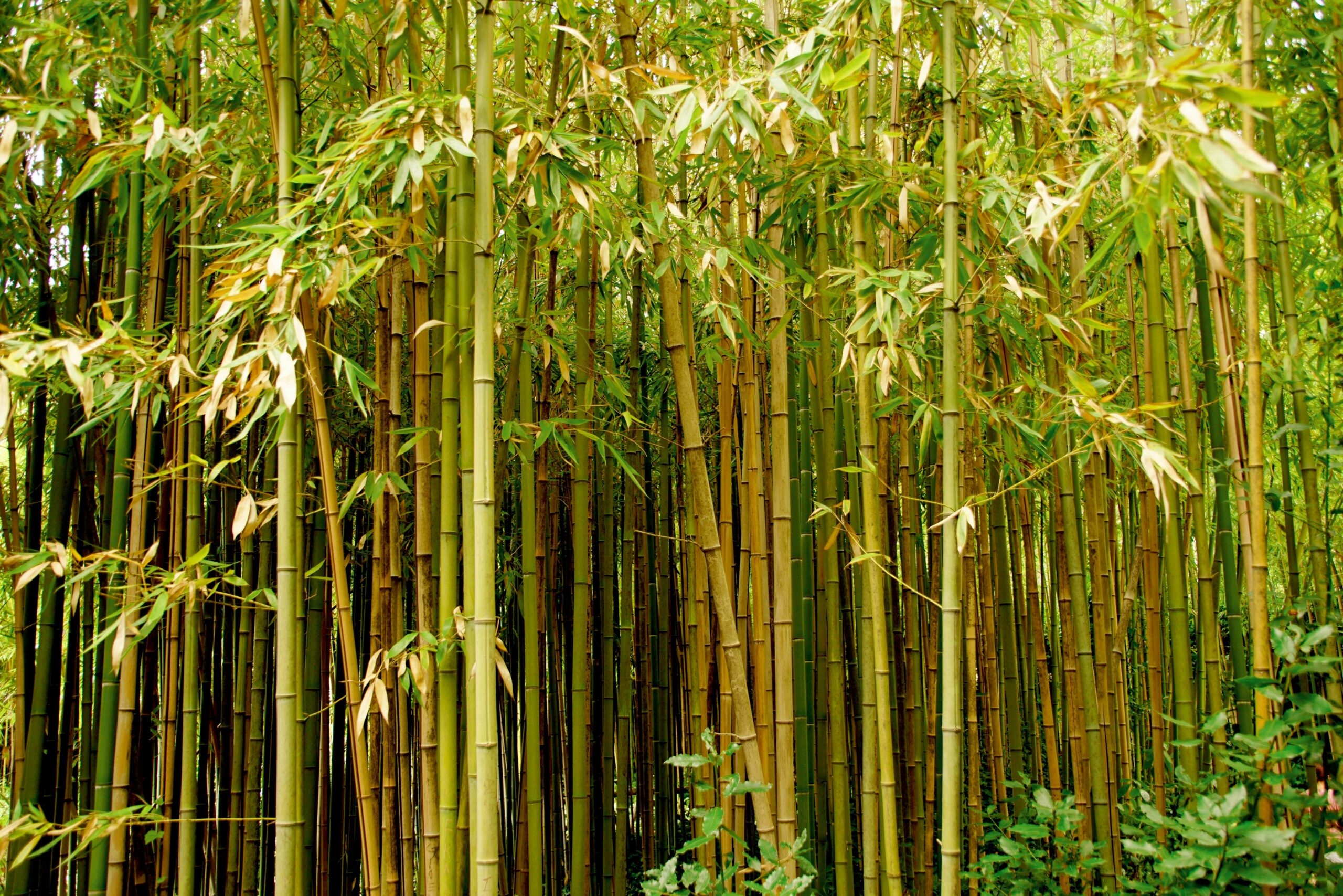 Bamboo mattress filling