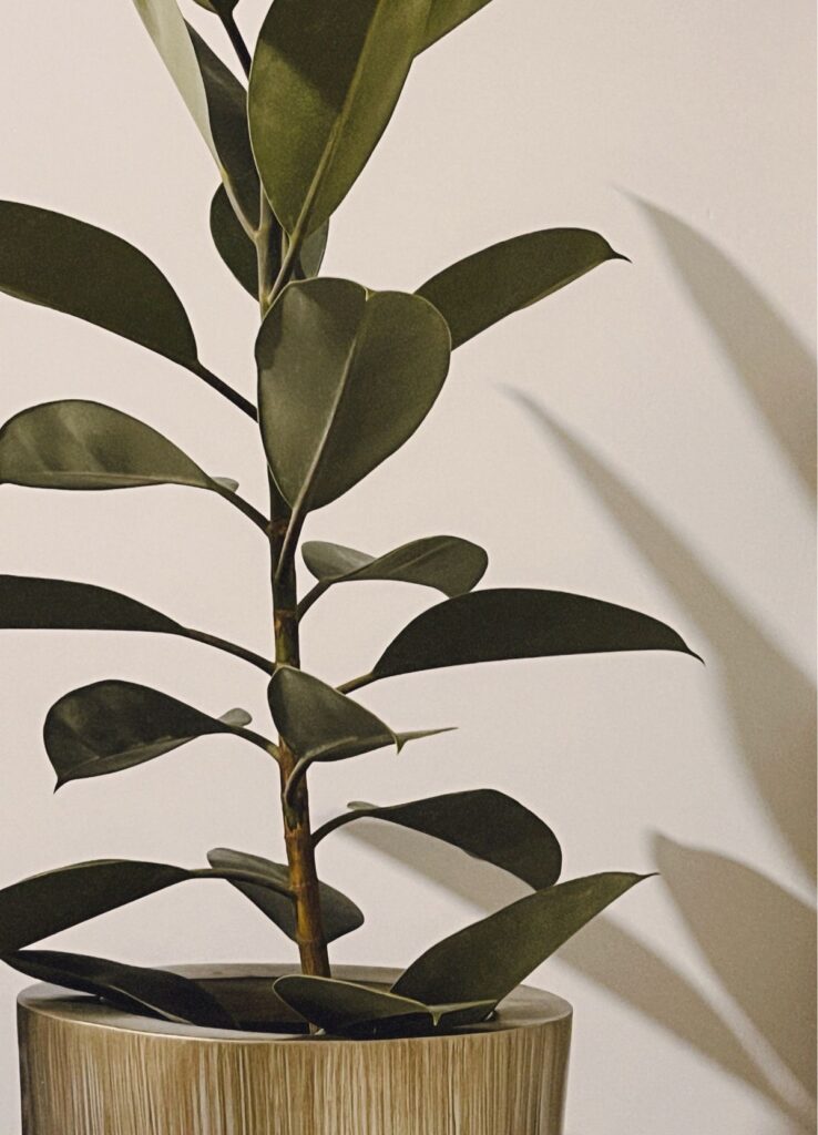 Minimal bedroom houseplant with dark green leaves in a neutral pot against a plain wall