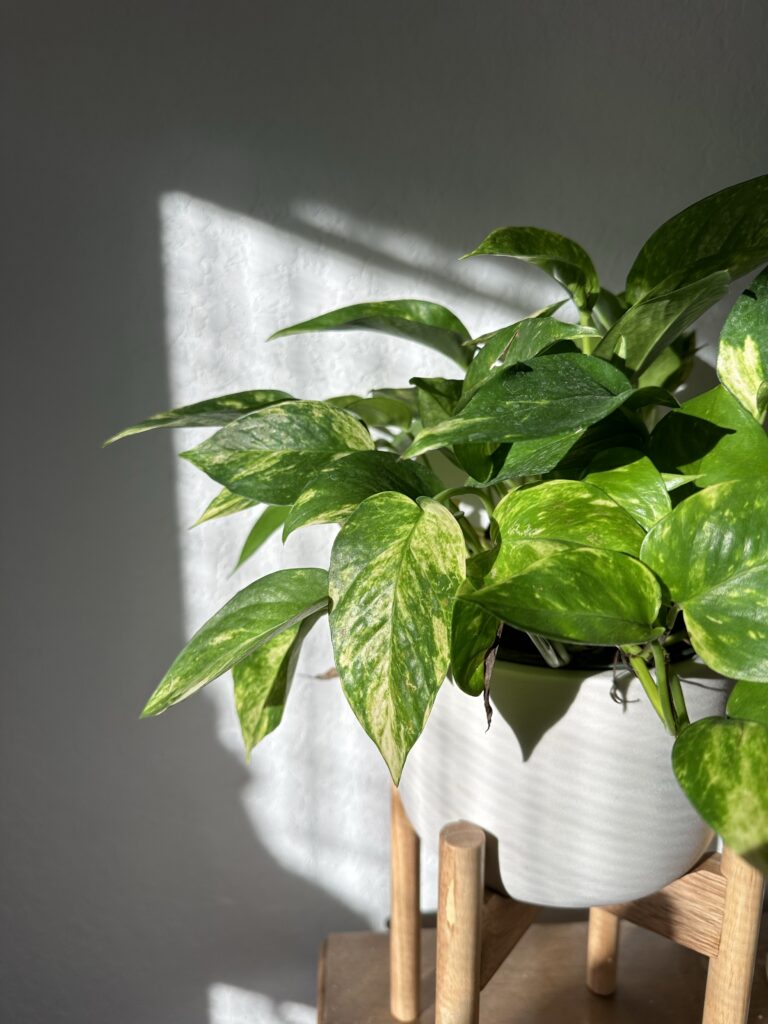 Green houseplant in a white pot catching natural sunlight, creating a calm bedroom atmosphere