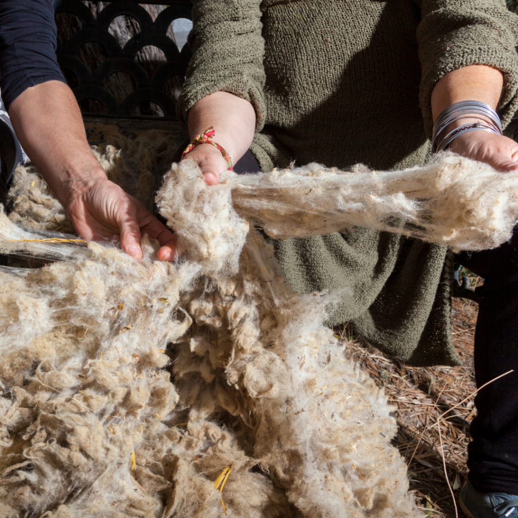 Two people outdoors holding and stretching raw, unprocessed wool fibers, showing their texture and thickness in natural sunlight